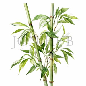 Clipart bambou | 10 fichiers JPG de haute qualité | Téléchargement numérique | Oeuvre d'art en bambou | Oeuvre d'art imprimable | Clipart botanique | Illustrations de bambou