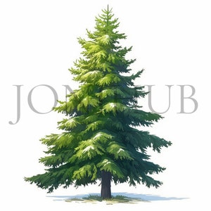 Imágenes prediseñadas de abetos / 10 JPG de alta calidad / Descarga digital / Paquete de imágenes prediseñadas de la naturaleza / Gráficos de hoja perenne / Impresiones digitales / Imágenes de abetos