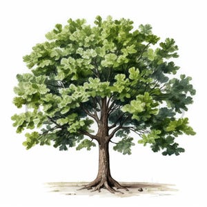 Imágenes prediseñadas de nogales negros / 10 archivos JPG de alta calidad / Descarga digital instantánea / Arte botánico / Fabricación de tarjetas / Diario, Manualidades con papel digital