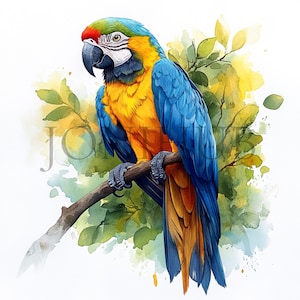 Clipart perroquet | 5 fichiers JPG de haute qualité | Téléchargement numérique | Art d'oiseau tropical | Oiseau exotique | Jungle | Illustration de perroquet | Impressions numériques