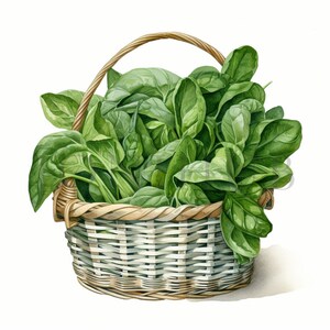 Clipart épinards | 10 fichiers JPG de haute qualité | téléchargement numérique | Clipart végétarien | Clipart de légumes | Clipart Alimentation saine | Légume vert