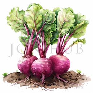 Clipart de betterave rouge | 10 fichiers JPG de haute qualité | Téléchargement numérique | Clipart Alimentation saine | Clipart végétarien | Clipart de légumes | Impression de betteraves rouges