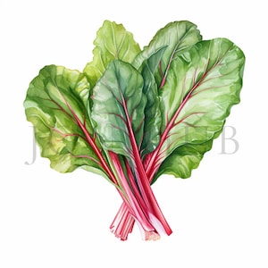 Bette à carde | 10 fichiers JPG de haute qualité | Téléchargement numérique | Clipart jardinage | Clipart de légumes | Clipart végétarien | Légume Clip Art, bette à carde