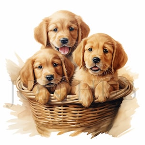 Clipart cuccioli Golden Retriever / 10 JPG di alta qualità / Download digitale / Pacchetto clipart / Clipart cane carino / Illustrazioni Retriever