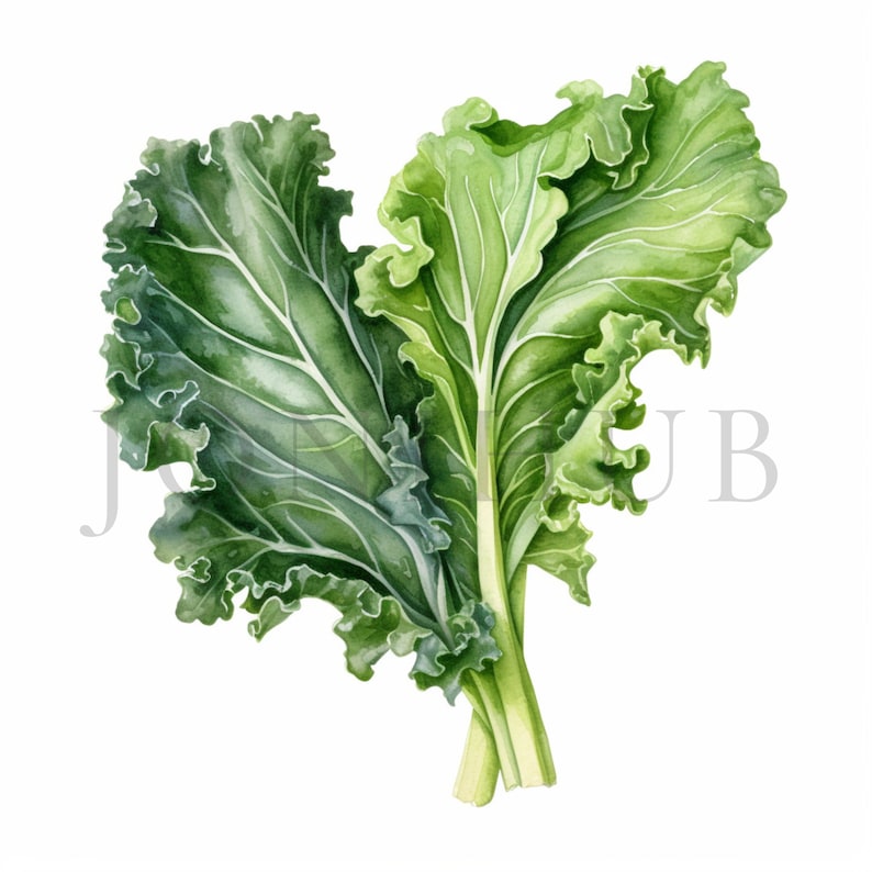 Kale Clipart | 10 High Quality Jpgs | Digital Download | Veggie Clipart ...