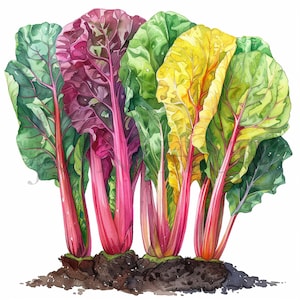 Bette à carde | 10 fichiers JPG de haute qualité | Téléchargement numérique | Clipart de légumes | Clipart végétarien | Clipart Légume | Jardinage de bettes, Clipart