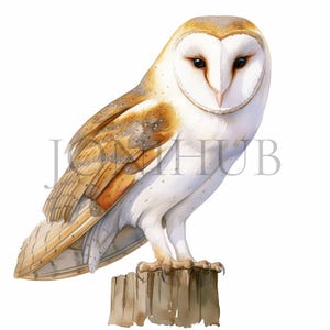 Clipart kerkuil | 10 JPG's van hoge kwaliteit | Digitale download | Afdrukbaar kunstwerk | Gemengde techniek | Uilillustraties | Nachtelijke vogelkunst