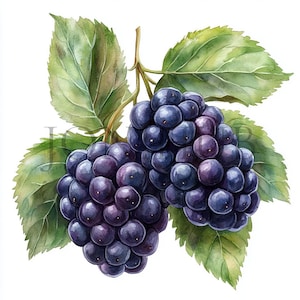 Brombeere Clipart | 5 hochwertige JPGs | Digitaler Download | Botanische Kunst | Digitale Drucke | Beerenkunst | Sommerernte | Obst Clipart