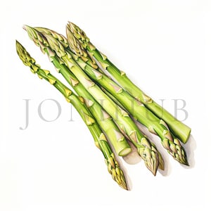Clipart Asperges | 10 fichiers JPG de haute qualité | Téléchargement numérique | Clipart végétarien | Clipart de légumes | Nourriture végétarienne | Illustration d'asperges
