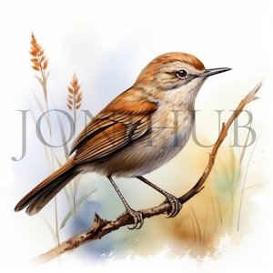 Clipart Wren | 10 wysokiej jakości JPG | Pobieranie cyfrowe | Ilustracja ptaka | Clipart ptaka Wren | Obrazy clipart | Sztuka leśnego Wren