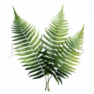 Clipart fougère | 10 fichiers JPG de haute qualité | Téléchargement numérique instantané | Art botanique | Fabrication de cartes | Journalisation | Créations numériques en papier | Clipart