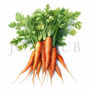 Clipart carotte aquarelle | 10 fichiers JPG de haute qualité | téléchargement numérique | Clipart nourriture | Clipart végétarien | Vecteur de carotte | Clipart légume