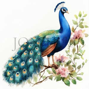 Adorable Peacock Clipart | 10 High Quality JPG&#39;s | Digital Download | Printable Art | Clipart | Peacock Illustration | Colorful Bird Clipart