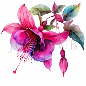 Fuchsie Clipart | 10 hochwertige JPGs | Digitaler Download | Botanische Kunst | Kartengestaltung | Journaling | Digitales Papiermodell | Mischtechnik