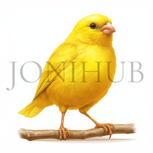 Canary Bird Clipart | 10 High Quality JPG&#39;s | Digital Download | Yellow Bird Graphics | Nature Designs | Digital Prints | Cute Bird Art