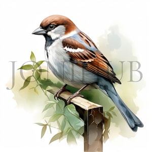 Spatz Clipart | 10 hochwertige JPGs | Digitaler Download | Vogel Illustrationen | Mischtechnik | Vogel Kunst | Vogel-Grafiken | Kommerzielle Nutzung