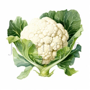 Cauliflower Clipart | 10 High Quality JPGs | Digital Download | Veggie Clipart | Vegetable Clip Art | Cauliflower Drawing, Cauliflower Image