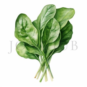 Clipart épinards | 10 fichiers JPG de haute qualité | téléchargement numérique | Clipart de légumes | Clipart Alimentation saine | Légume vert | Clipart végétarien