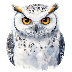 Clipart Hibou des neiges | 10 fichiers JPG de haute qualité | Téléchargement numérique | Illustration d'oiseau d'hiver | Clipart hibou | Clipart forêt | Créations numériques en papier