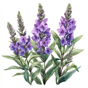 Vervain Clipart | 10 JPGs de alta qualidade | Download digital | Arte botânica | Artesanato em papel digital | Imagens de scrapbook | Arte herbal | Clipart