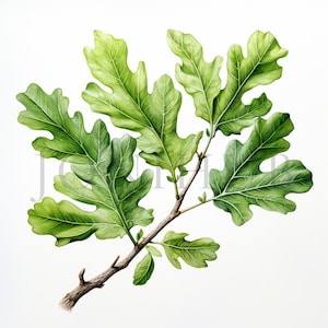Eiken takken clipart | 10 JPG's van hoge kwaliteit | Digitale download | Botanische kunst | Kaarten maken | Journalen | Digitaal papiermodel | Illustraties