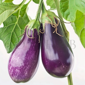Aubergine Clipart | 10 fichiers JPG de haute qualité | Téléchargement numérique | Clipart végétarien | Clipart de légumes | Clipart Alimentation saine | Dessin d'aubergine