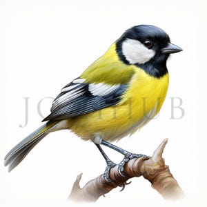Clipart Mésange charbonnière | 10 fichiers JPG de haute qualité | Téléchargement numérique | Art pour chambre d'enfant | Fabrication de cartes | Clipart oiseau mignon | Créations numériques en papier | Clipart