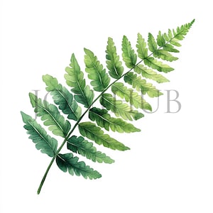 Feuilles de fougère forestière | 10 fichiers JPG de haute qualité | Téléchargement numérique | Clipart de verdure | Clipart numérique JPG | Illustration botanique fougère