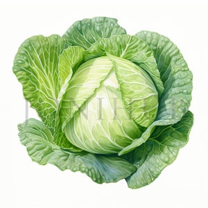 Clipart chou | 10 fichiers JPG de haute qualité | Téléchargement numérique | Clipart végétarien | Clipart de légumes | Graphique de chou | Aquarelle de chou