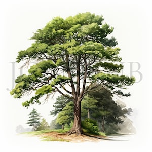 Clipart Cèdres | 10 fichiers JPG de haute qualité | Téléchargement numérique | Clipart arbre nature | Illustrations d'arbres à feuilles persistantes | Oeuvre d'art imprimable