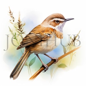 Clipart Wren | 10 wysokiej jakości JPG | Pobieranie cyfrowe | Sztuka Woodland Wren | Ilustracja ptaka | Clipart ptaka Wren | Obrazy clipart
