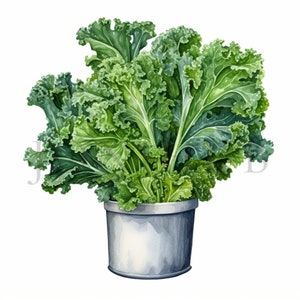 Kale Clipart | 10 High Quality JPGs | Digital Download | Kale Illustration | Kale Art | Veggie Clipart | Vegetable Clipart | Kale Print