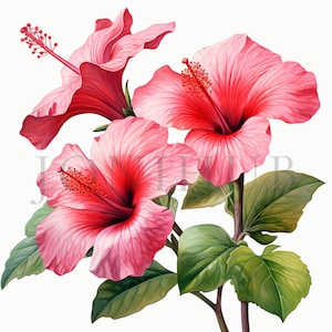 Hibiskus Clipart | 10 hochwertige JPGs | Digitaler Download | Hibiskus Blüten | Blumen Clipart | Hibiskus Blume Clipart | Blumen Clipart