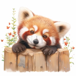 Imágenes Prediseñadas de panda rojo bebé, 10 JPG de alta calidad, Descarga digital, Panda rojo bonito, Imagen de panda, Dibujos animados de panda rojo, Imágenes prediseñadas, Imágenes prediseñadas de panda