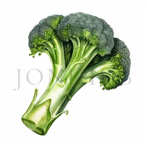 Clipart brocoli | 10 fichiers JPG de haute qualité | téléchargement numérique | Fabrication de cartes | Brocoli | Clipart Alimentation saine | Clipart nourriture | Clipart végétarien