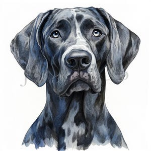 Portret van een Duitse dog | 10 JPG's van hoge kwaliteit | Digitale download | Clipartafbeeldingen | Hondenkunst | Honden clipart | Dierenkunst | Cadeau voor dierenliefhebbers