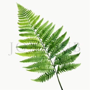 Clipart fougère | 10 fichiers JPG de haute qualité | Téléchargement numérique instantané | Fabrication de cartes | Journalisation | Créations numériques en papier | Clipart | Art botanique