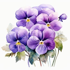 Viooltjes Clipart | 10 JPG's van hoge kwaliteit | Digitale download | Viooltjes digitale clipart | Violette bloem | Bloemen clipart, violet, bloem clipart