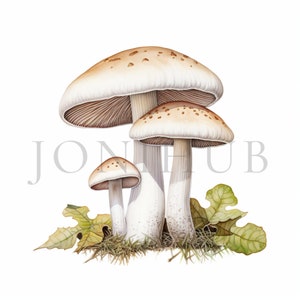 Mushroom Clipart | 10 High Quality JPGs | Digital Download | Mushroom Printable | Mushroom Vector | Mushroom Art | Mushroom Illustration