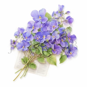 Veilchen Clipart | 10 hochwertige JPGs | Digitaler Download | violette Blume | Blumen Clipart | Violet, Blumen Clipart, Veilchen Digital Clipart
