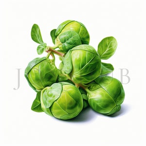 Clipart del cavoletto di Bruxelles, 10 JPG di alta qualità, download digitale, clip art, cavoletto di Bruxelles, cavoletto, verdura, semi di cavoletti di Bruxelles