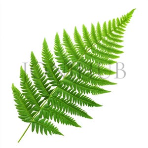 Feuilles de fougère forestière | 10 fichiers JPG de haute qualité | Téléchargement numérique | Illustration botanique de fougère | Clipart de verdure | Clipart numérique JPG
