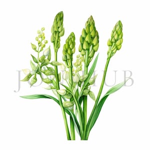 Clipart Asperges | 10 fichiers JPG de haute qualité | Téléchargement numérique | Clipart de légumes | Nourriture végétarienne | Illustration d'asperges | Clipart végétarien