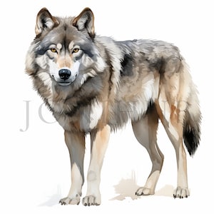 Grey Wolf Clipart | 10 High Quality JPG&#39;s | Instant Digital Download | Wolves Clipart | Wolf Clipart | Gray Wolf | Wolf Drawing, Wolf Vector