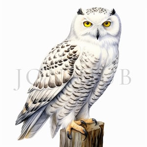 Clipart Harfang des neiges | 10 fichiers JPG de haute qualité | Téléchargement numérique instantané | Art pour chambre d'enfant | Fabrication de cartes | Clipart | Impression hibou | Créations numériques en papier