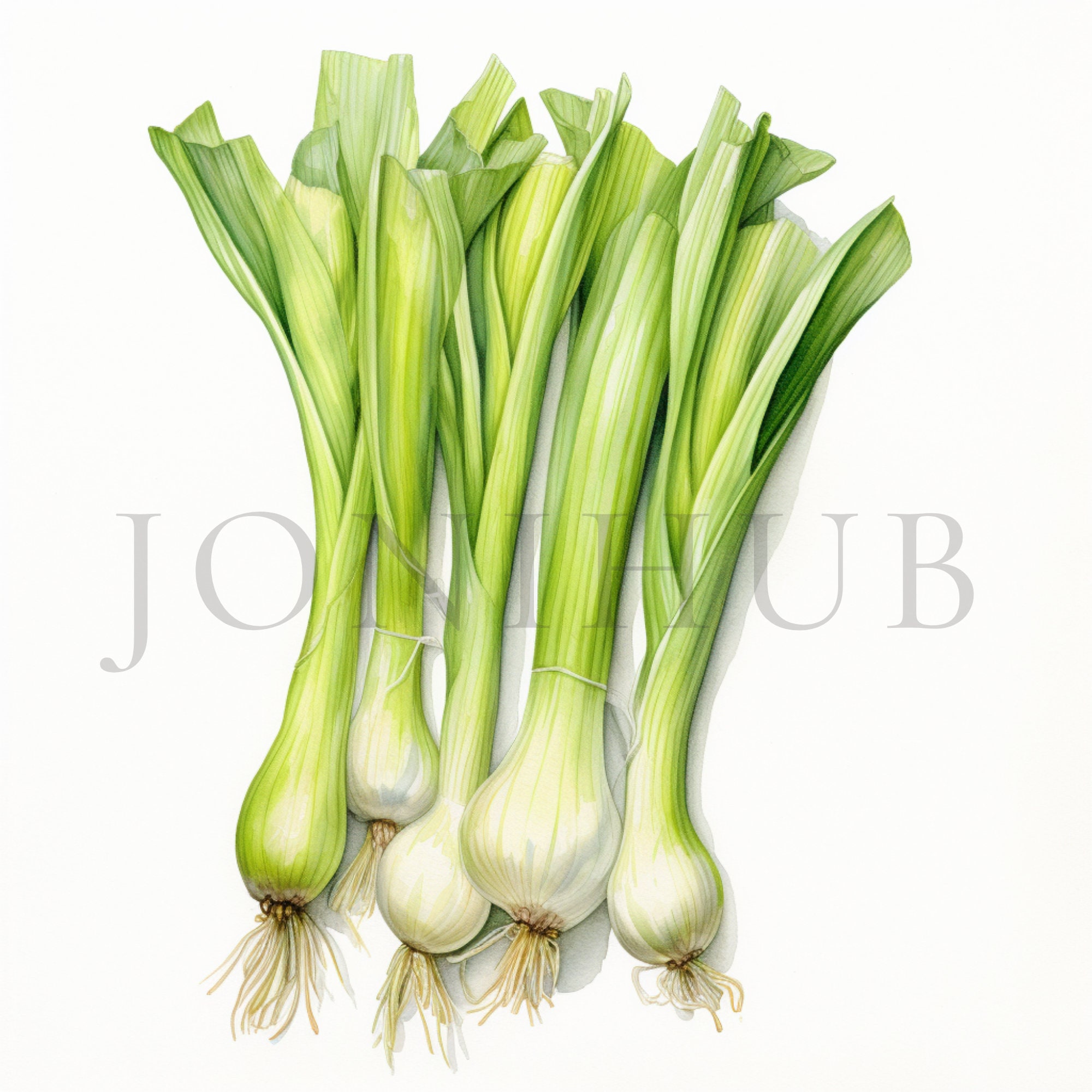 Clipart poireau | 10 fichiers JPG de haute qualité | Téléchargement numérique | Dessins de légumes | Clipart de légumes | Impression de légumes | Légume aquarelle
