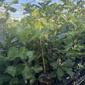 May include: A collection of young swamp white oak saplings in black plastic nursery trays. Each sapling features vibrant green, lobed leaves and a slender brown stem. The root balls are partially exposed, showing dark soil and fibrous roots.