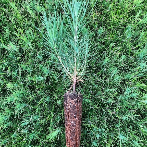 50 Loblolly Pine Seedlings
