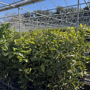 May include: A large collection of young oak saplings with vibrant green lobed leaves, planted in individual black plastic nursery pots arranged in rows within a metal-framed greenhouse structure under a clear blue sky.