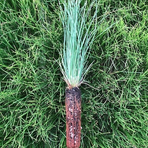 10 Longleaf Pine Seedlings